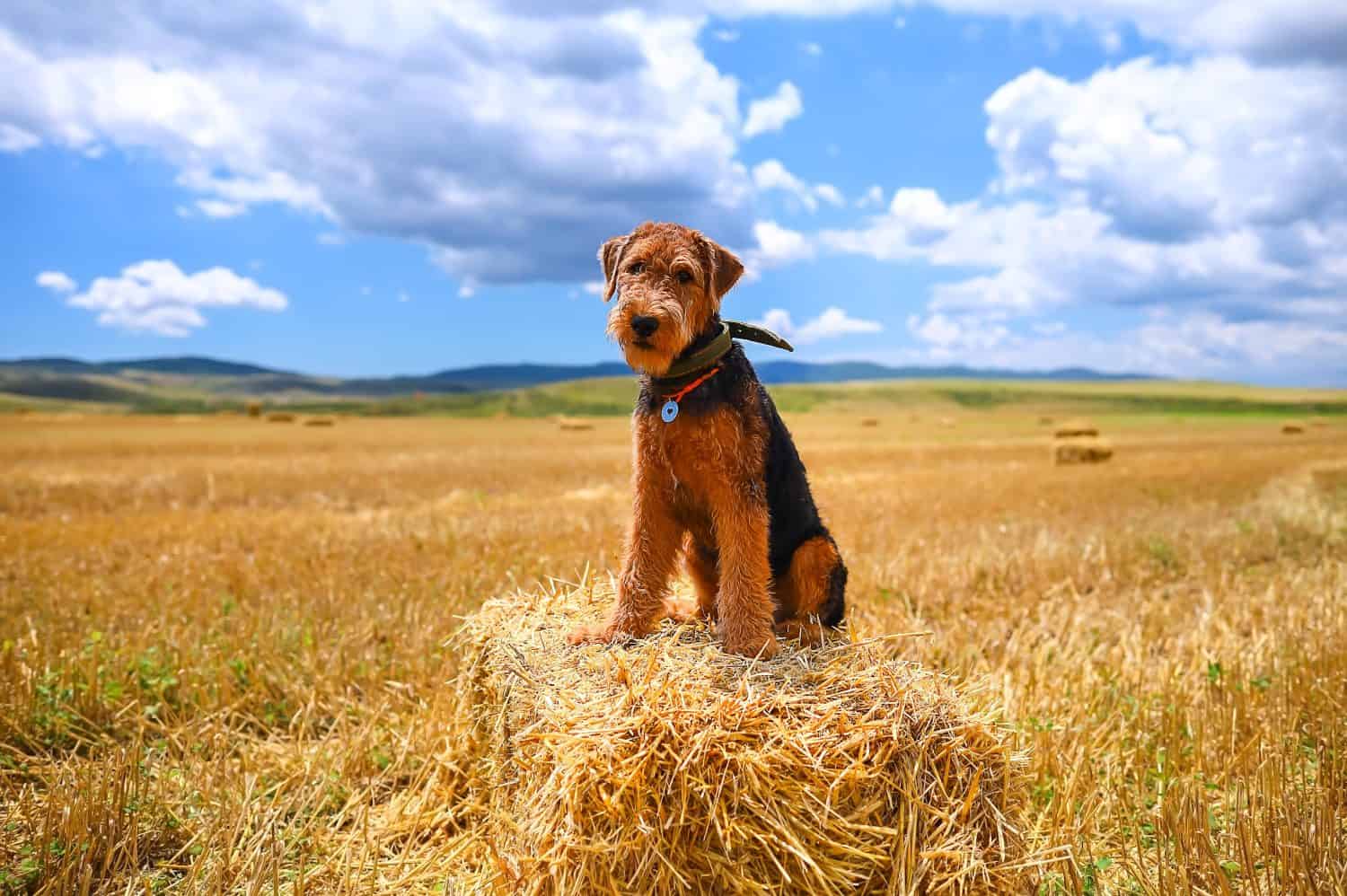 An Airedale terrier puppy sits in a field on a haystack.