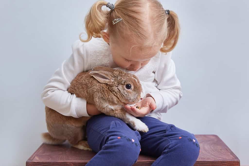 little girl feeds from the hands of a decorative rabbit a pet