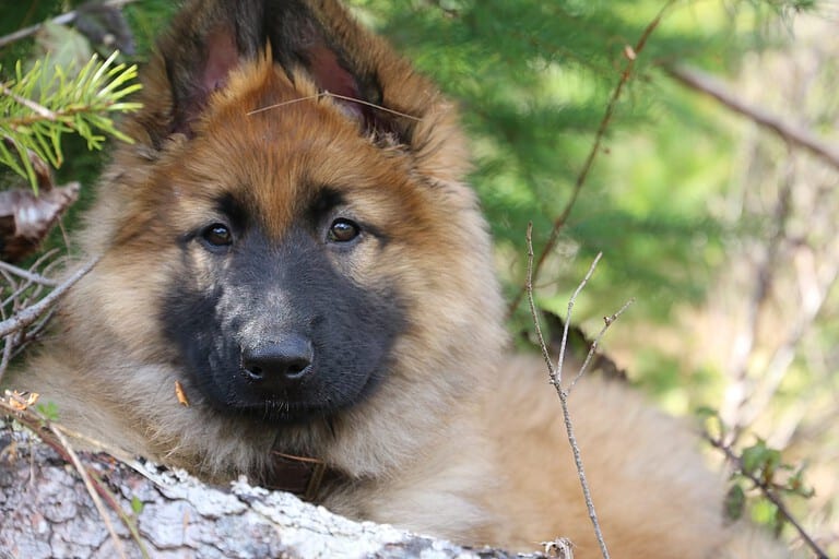 Shiloh Shepherd Puppy in the forest