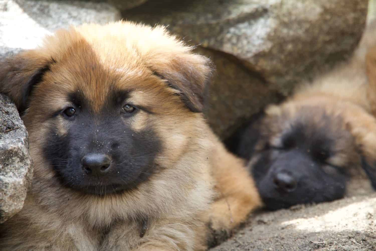 Young Shepherd Puppies sleeping together