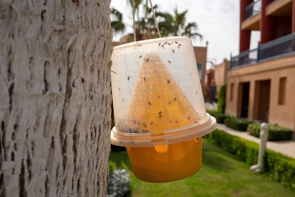 trap for insects like mosquitoes and flies in the southern resort