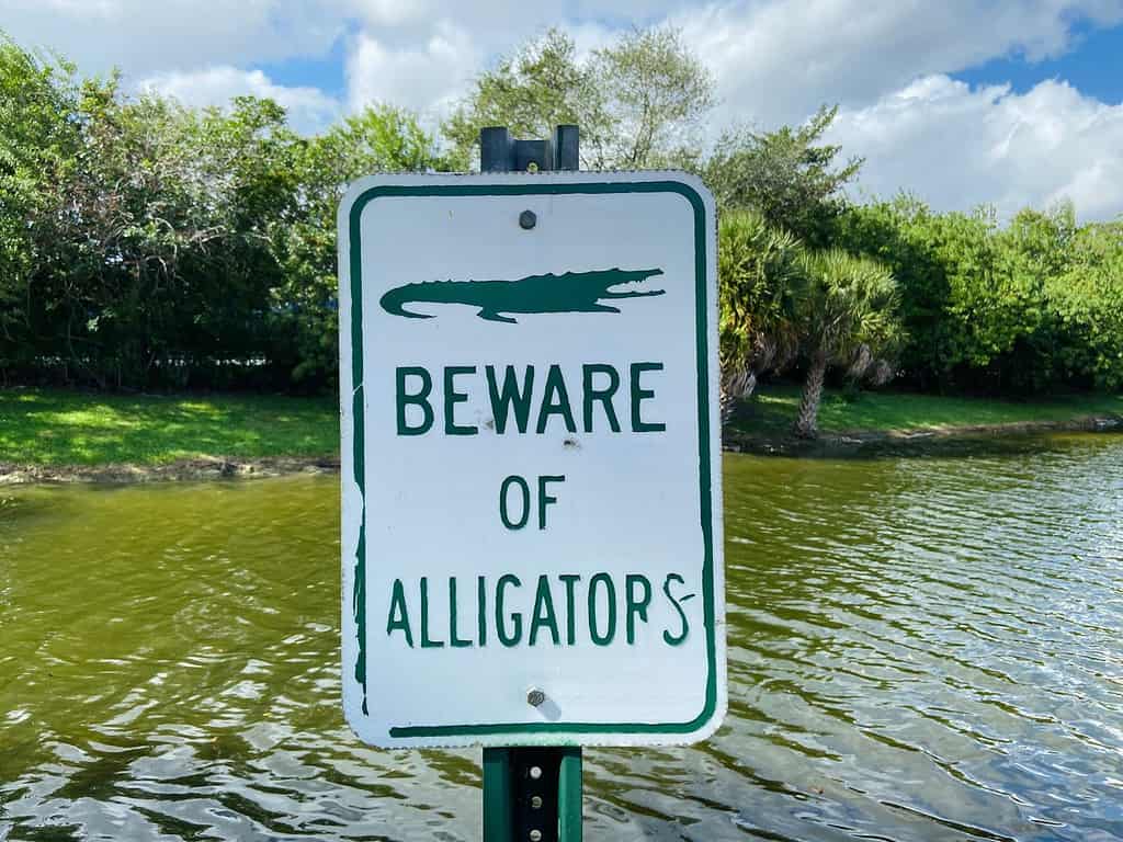 Beware of alligators warning sign next to Florida canal and lake