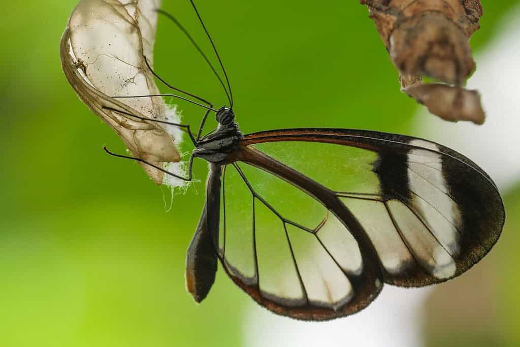 A macro shot of a beautiful glasswing butterfly on a plant