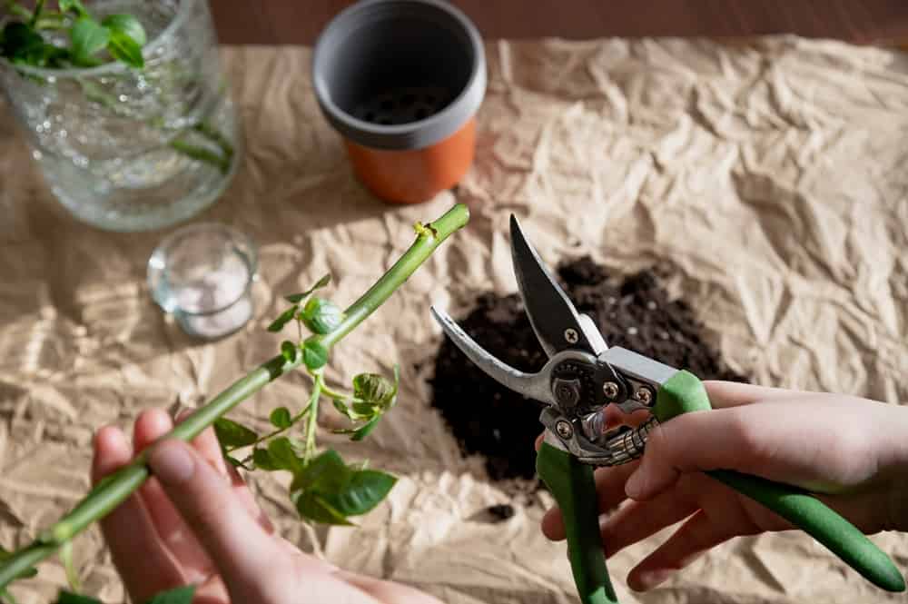Preparation of a rose seedling for planting. Pruning before feeding for rooting. In the room on the table there is a pot. A series of photos about seedlings and plant propagation