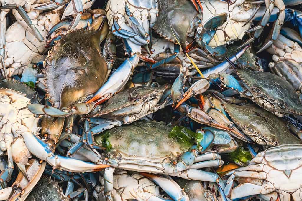 Blue crabs for sale at the fish market. Callinectes sapidus or Atlantic blue crab or Chesapeake blue crab.