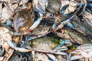 South Carolina Crabbing Season: Timing, Bag Limits, and Other Important Rules Picture