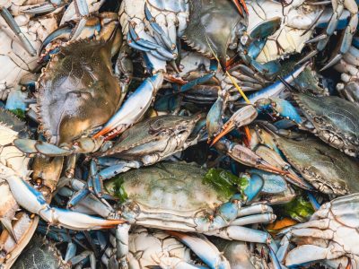 A South Carolina Crabbing Season: Timing, Bag Limits, and Other Important Rules