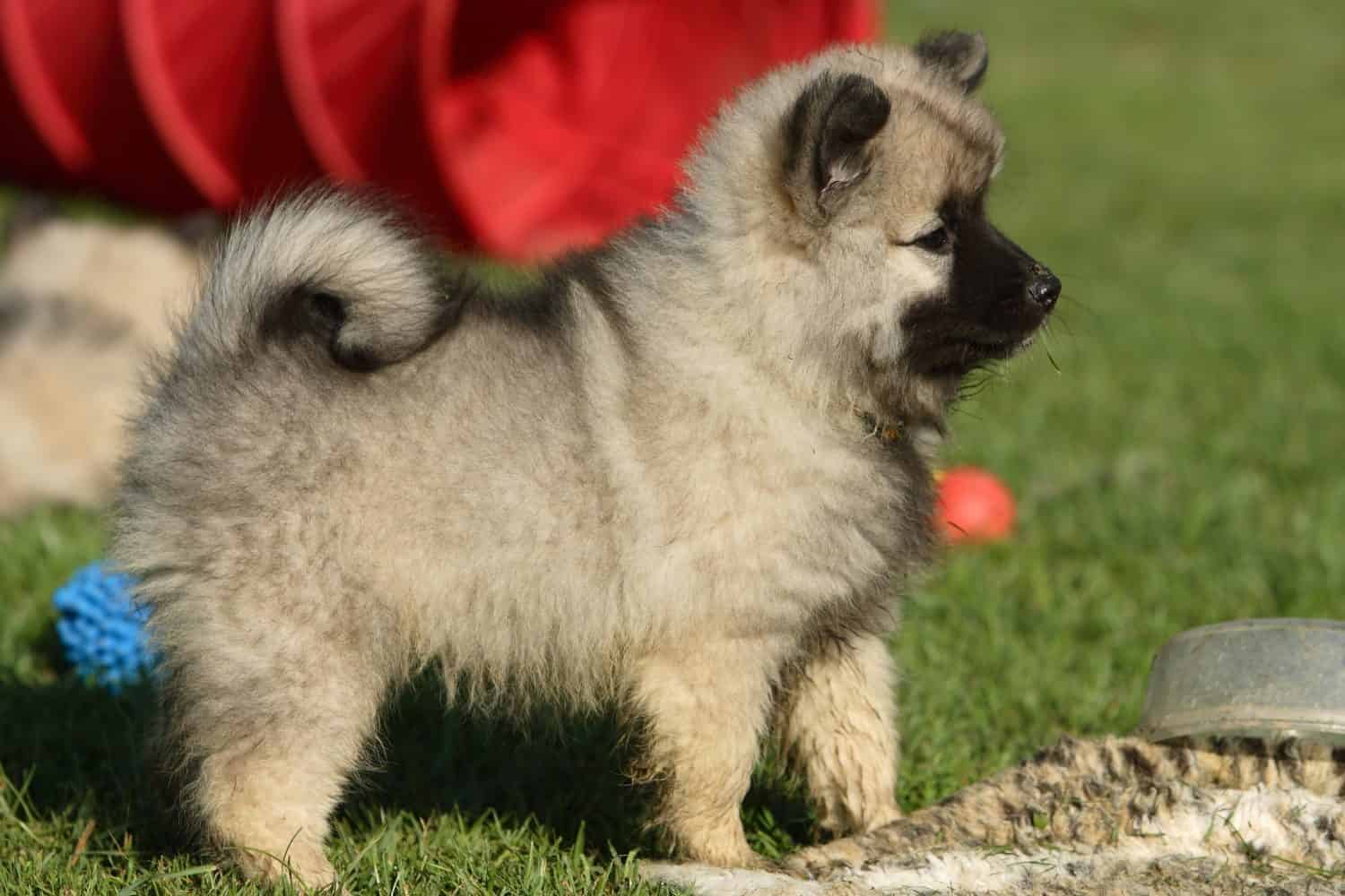 Cute little fluffy keeshond puppy 
