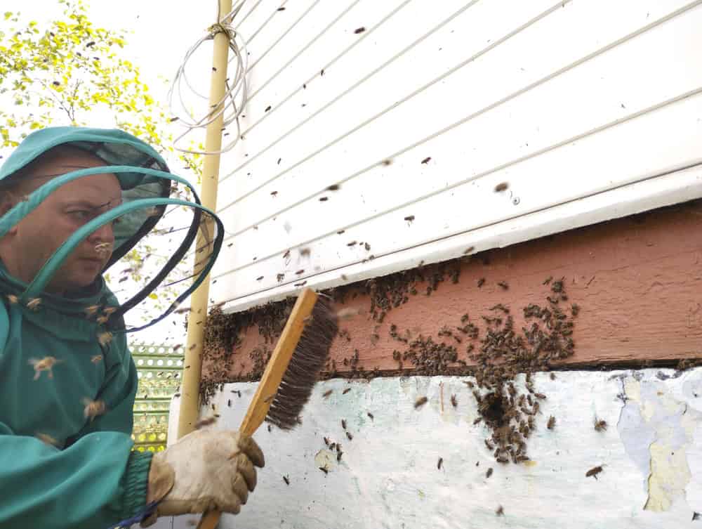 A bee-keeper in a green suit wipes off bees under the time swarming