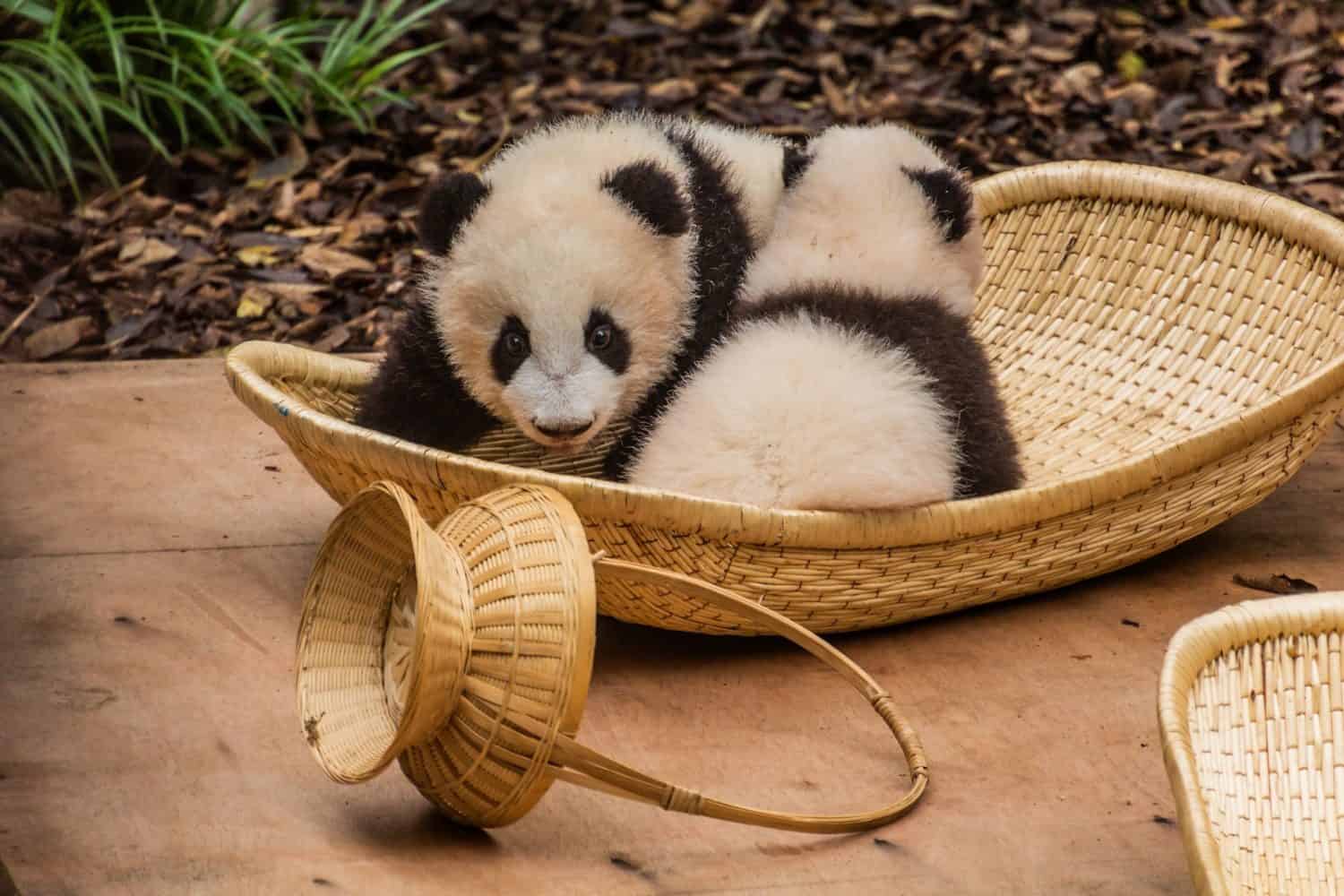 Facts the World Needs to Know About Pandas - A-Z Animals Slideshows