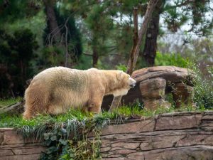 The close-up profile shot of a Pizzly bear in the greenery