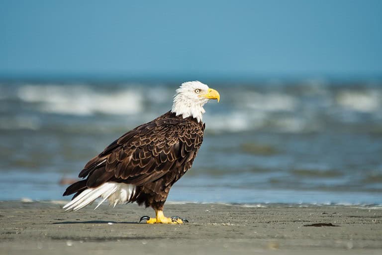 A lone Bald Eagle standing on the beach on Hilton Head Island, South Carolina, USA.