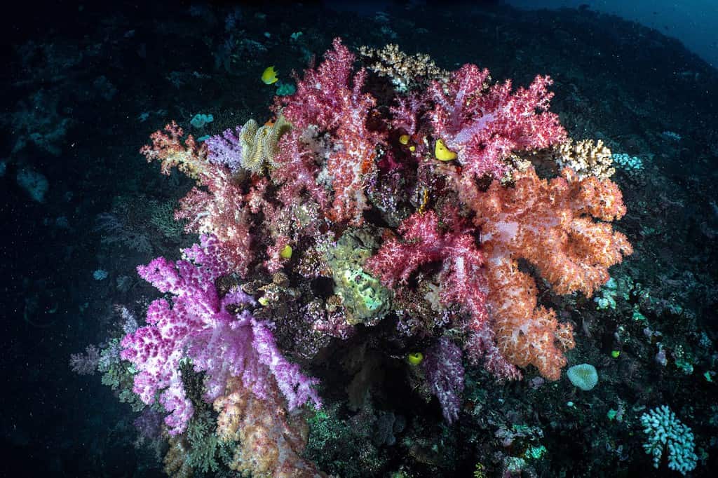 colorful coral reef (rainbow reef, Fiji)