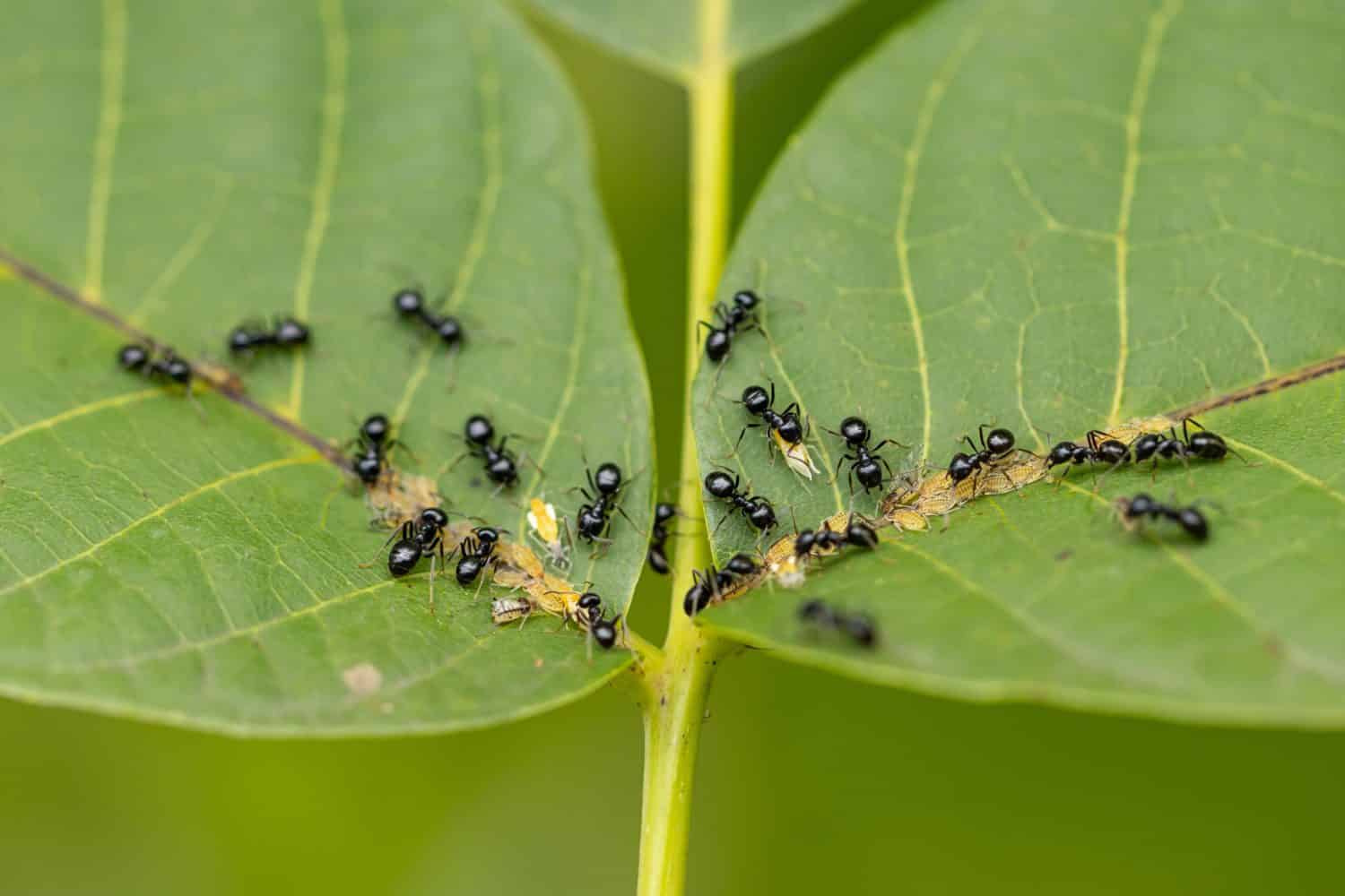 black ants with aphids on a green leaf
