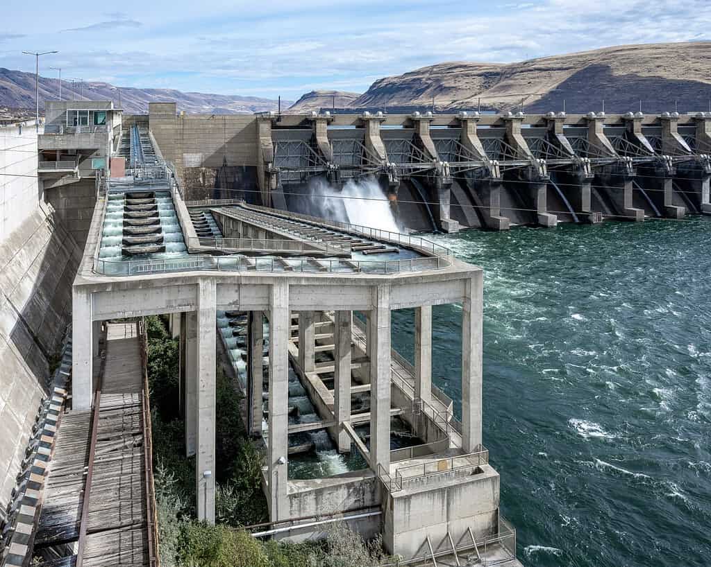 Fish Ladder at John Day Dam provides passage upstream for Salmon, Steelhead, Sturgeon, and Eel in the Columbia River.