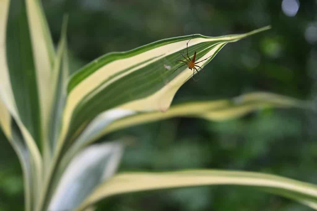 Low angle view of an orange color Lynx spider (Oxyopidae), sits on its spider web (nest) made underside of a white striped Lucky bamboo leaf (Dracaena Sanderiana)