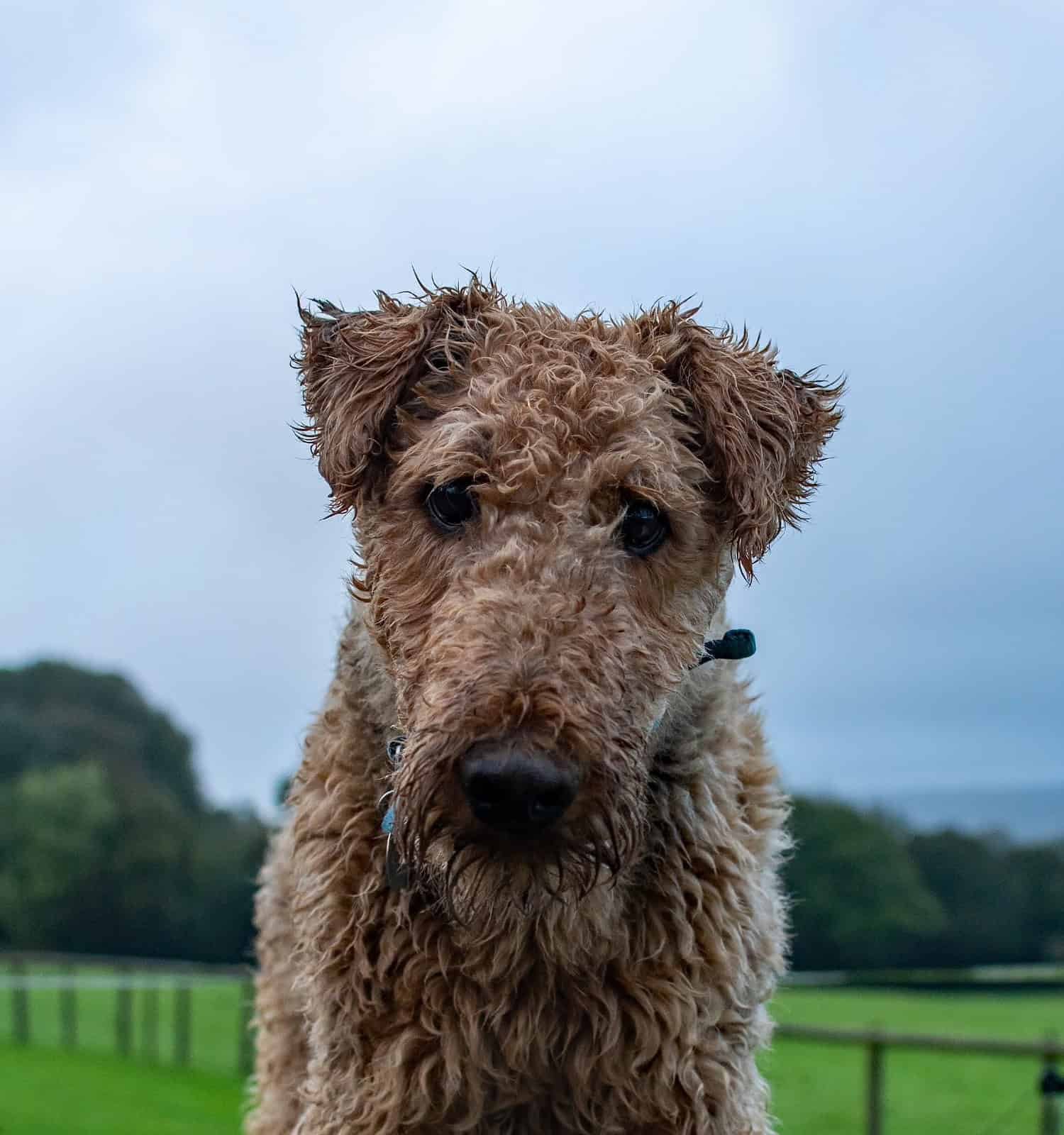 Airedale terrier curiously looking to camera for a portrait, standing in a green grassy field. The dog's coat gives the appearance of a teddy bear. Pet photography. 