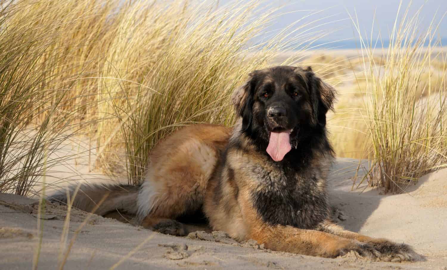 Beautiful leonberger at the beach