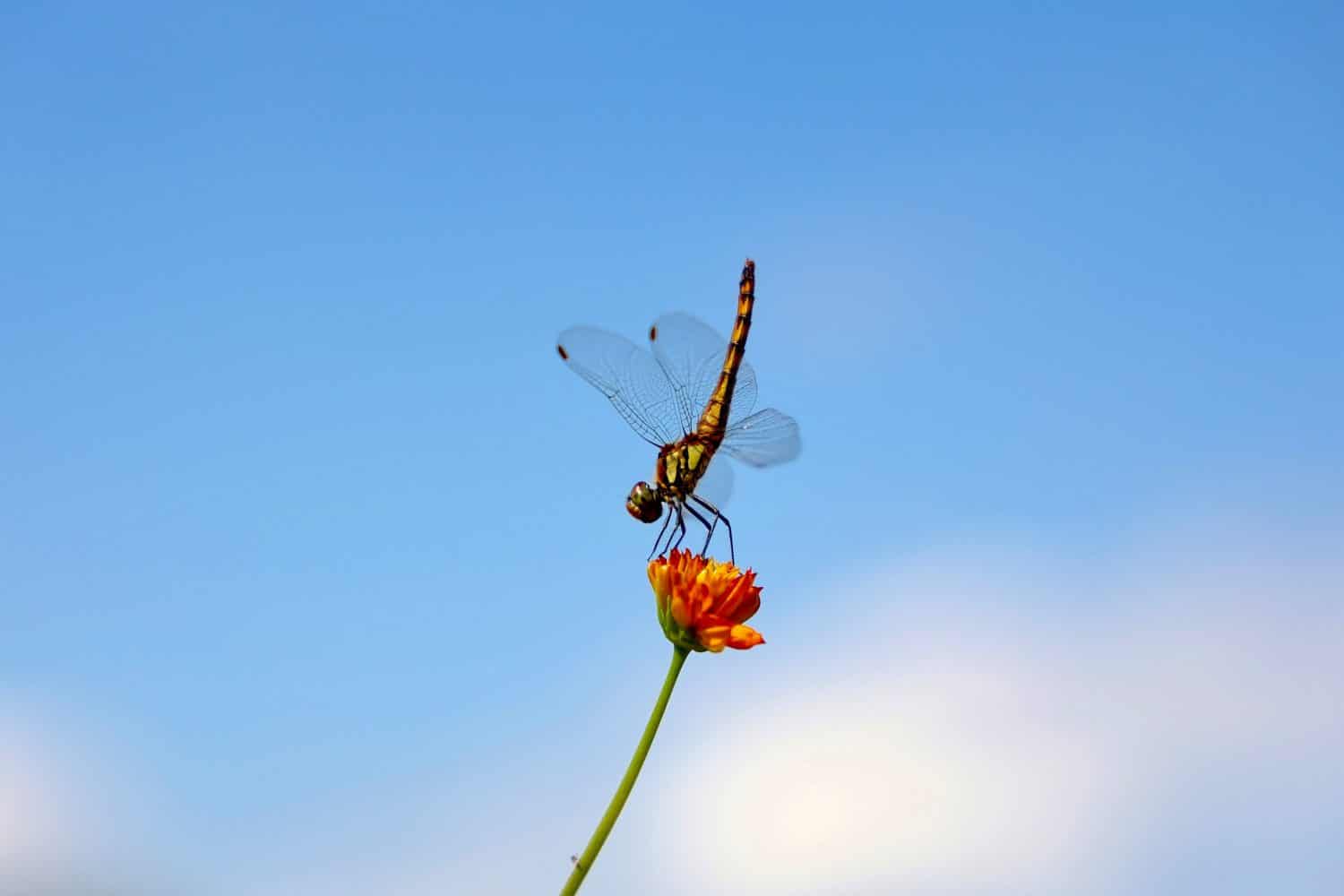 beautiful sky and dragonflies とんぼ　青空