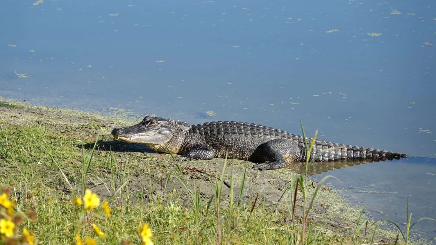 American Alligator at the water’s edge in the bright morning sunlight at Jarvis Creek Park on Hilton Head Island.           