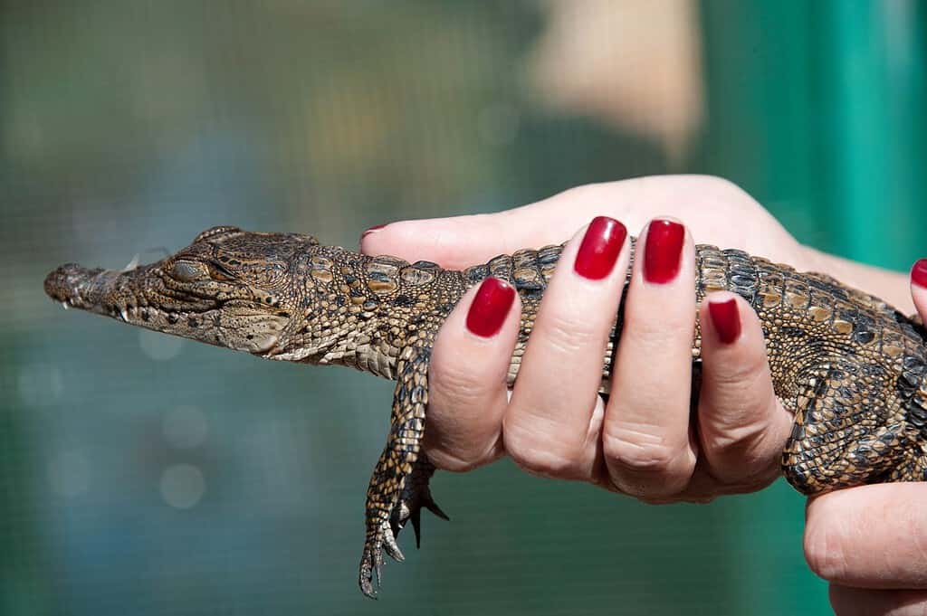 Alligator, Pet in a fasionable ladies hands