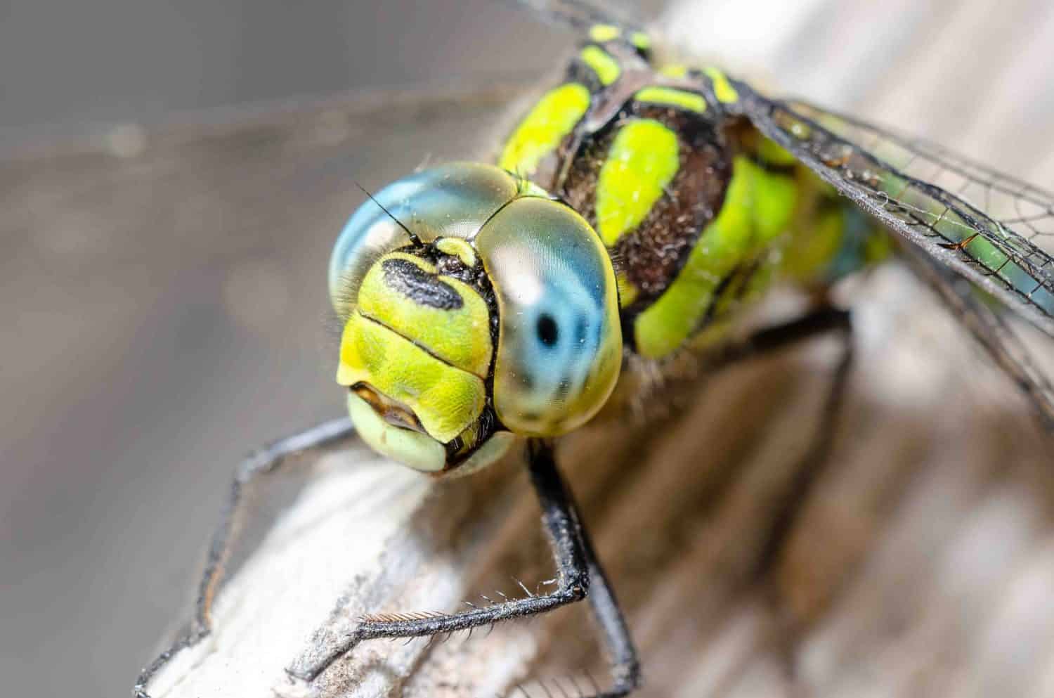 Сlose-up portrait of a dragonfly with big eyes.