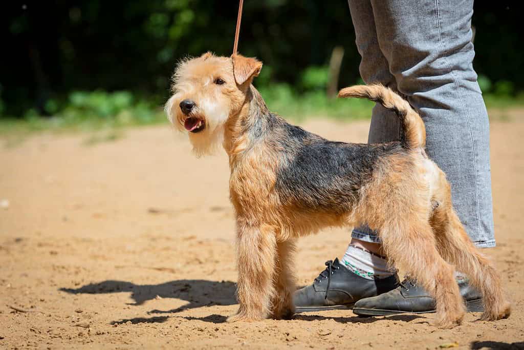 Airedale terrier dog at a dog show