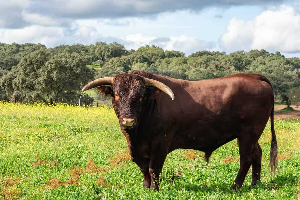 Retinta Strength: Superb and Impressive Profile of a Retinta Breed Bull in a Green Landscape of Encina Pasture, Under a Blue Sky with White Clouds.