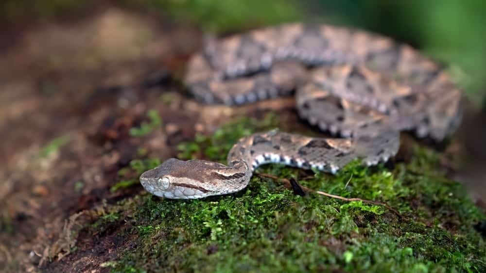 Fer-de-Lance snake coiled in Costa Rica