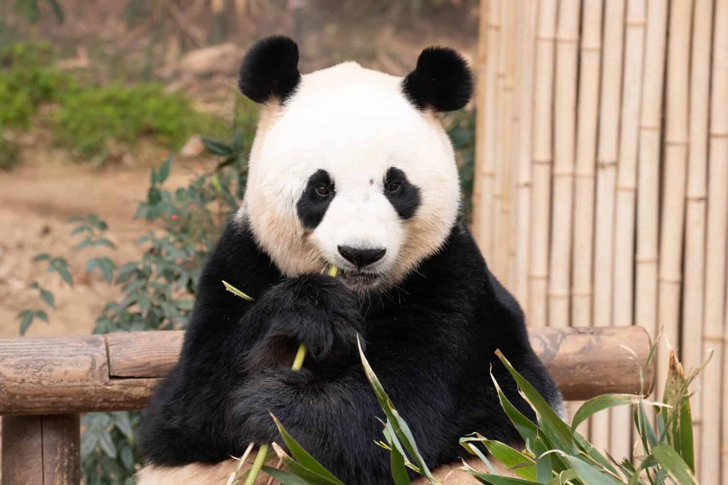 Facts the World Needs to Know About Pandas - A-Z Animals Slideshows