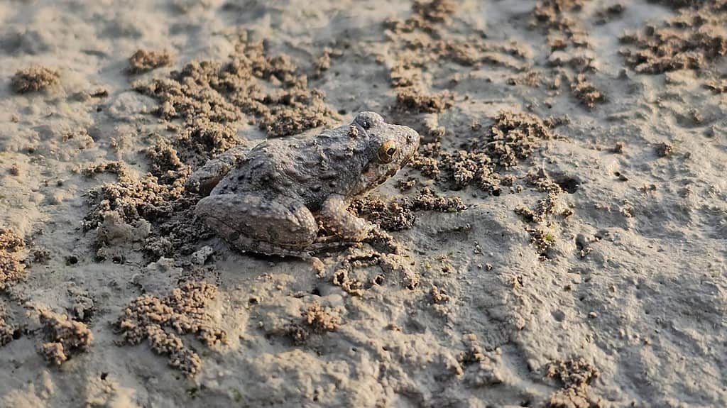The Mississippi gopher frog (Lithobates sevosus), also known commonly as the dark gopher frog, the dusky gopher frog, and the St. Tammany gopher frog,