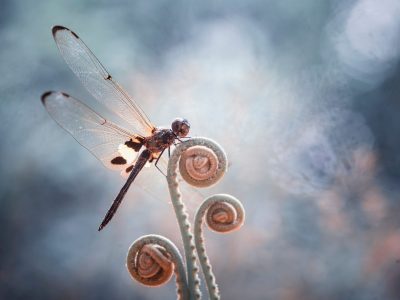 A Do Dragonflies Bite or Sting People? 5 Critical Things to Know