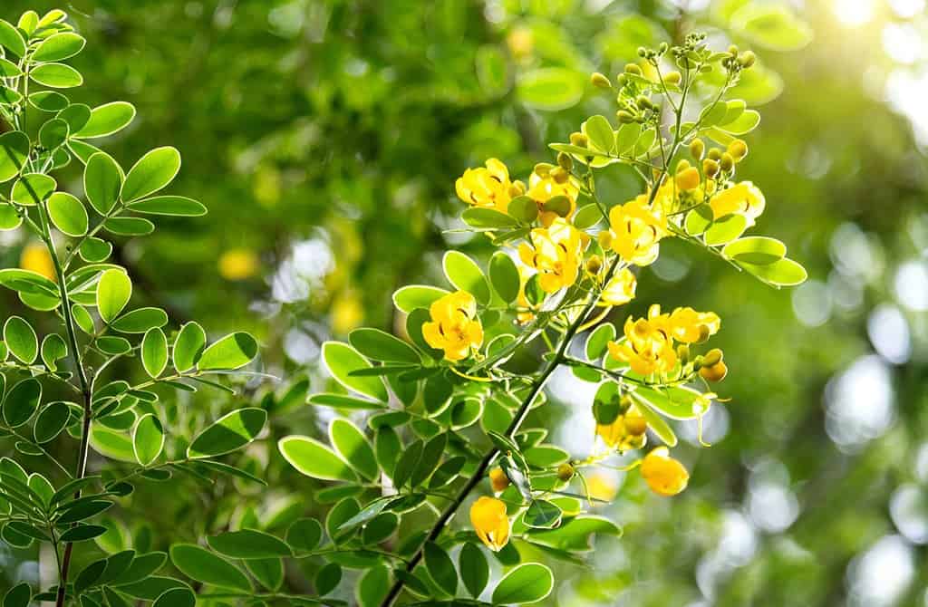 Background of yellow senna bicapsularis
