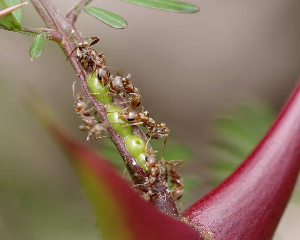 Symbiosis: bullhorn tree (swollen-thorn acacia, Vachellia cornigera) branch and resident ants. Photo taken in western Panama (Central America). These plants are known as 'cachito' in Panama.