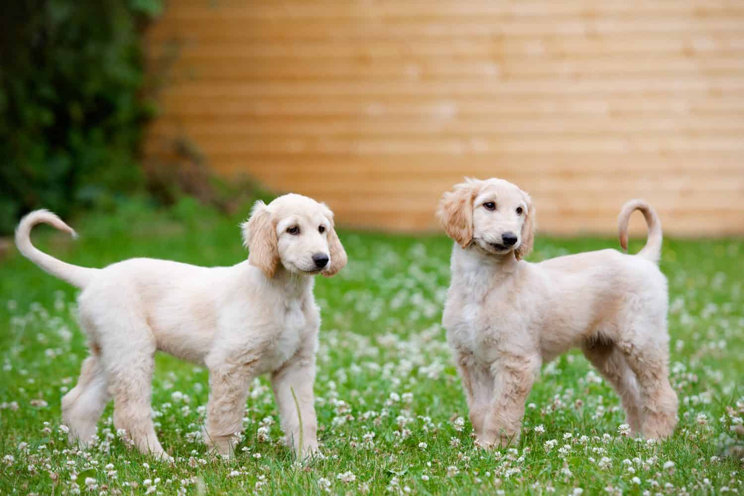 two afghan hound puppies walking outdoors