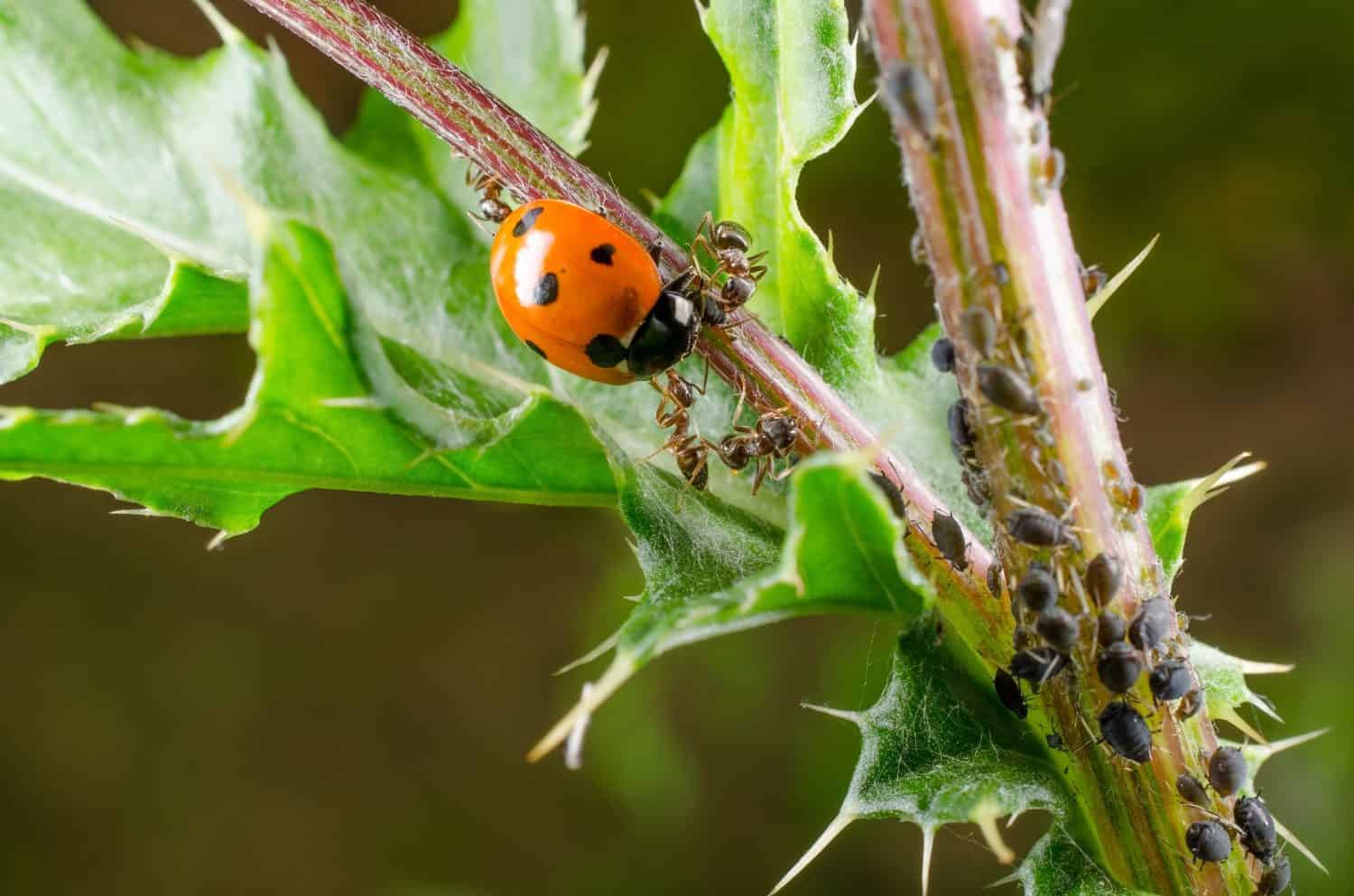 ladybird attacked by ant