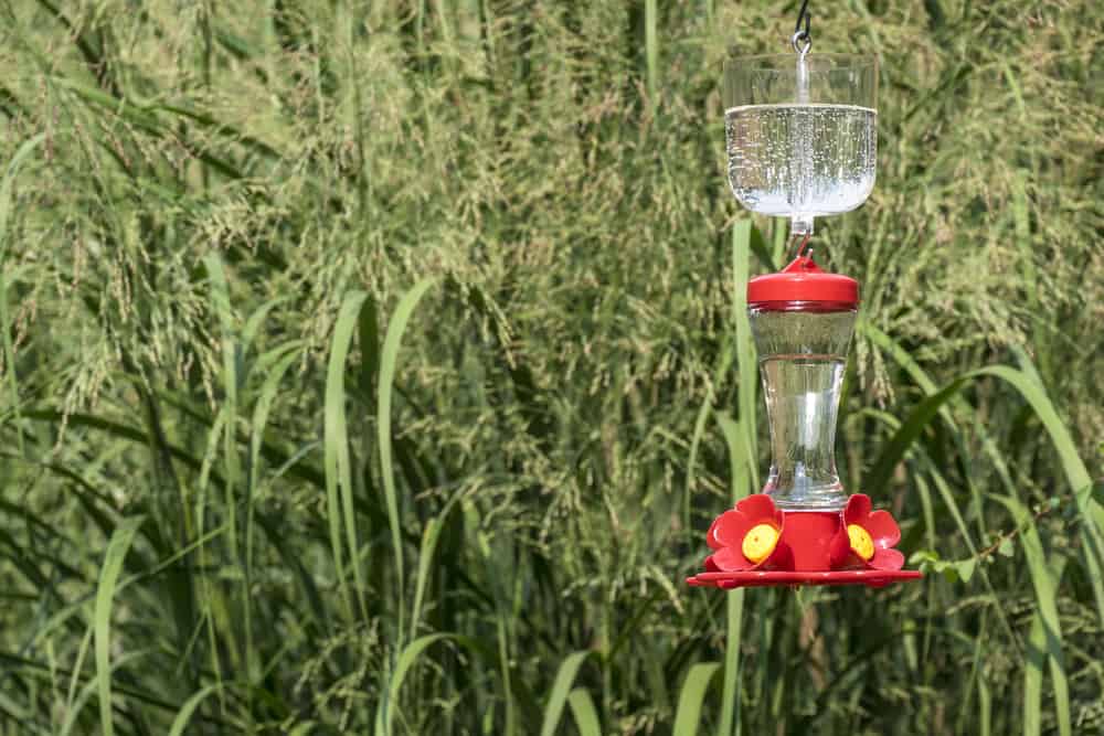 Hummingbird Feeder with an Ant Moat