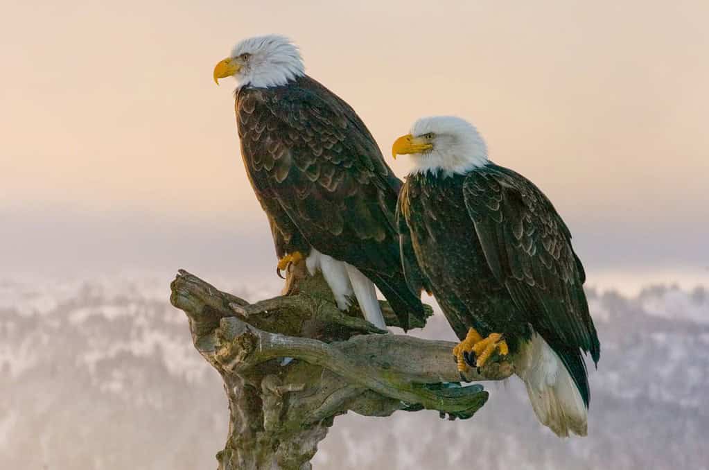 double eagles perched with alaska mountain range in background at sunset