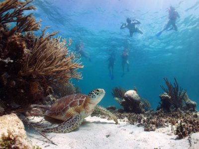 A The 15 Best Snorkeling Beaches to See Incredible Wildlife
