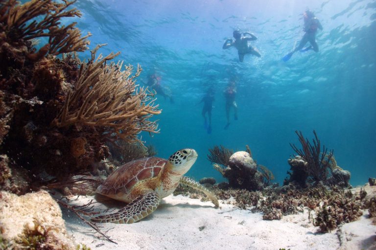 Green sea turtle Chelonia mydas, resting on the sand with snorkelers swimming above, Akumal Bay, Riviera Maya, Mexico