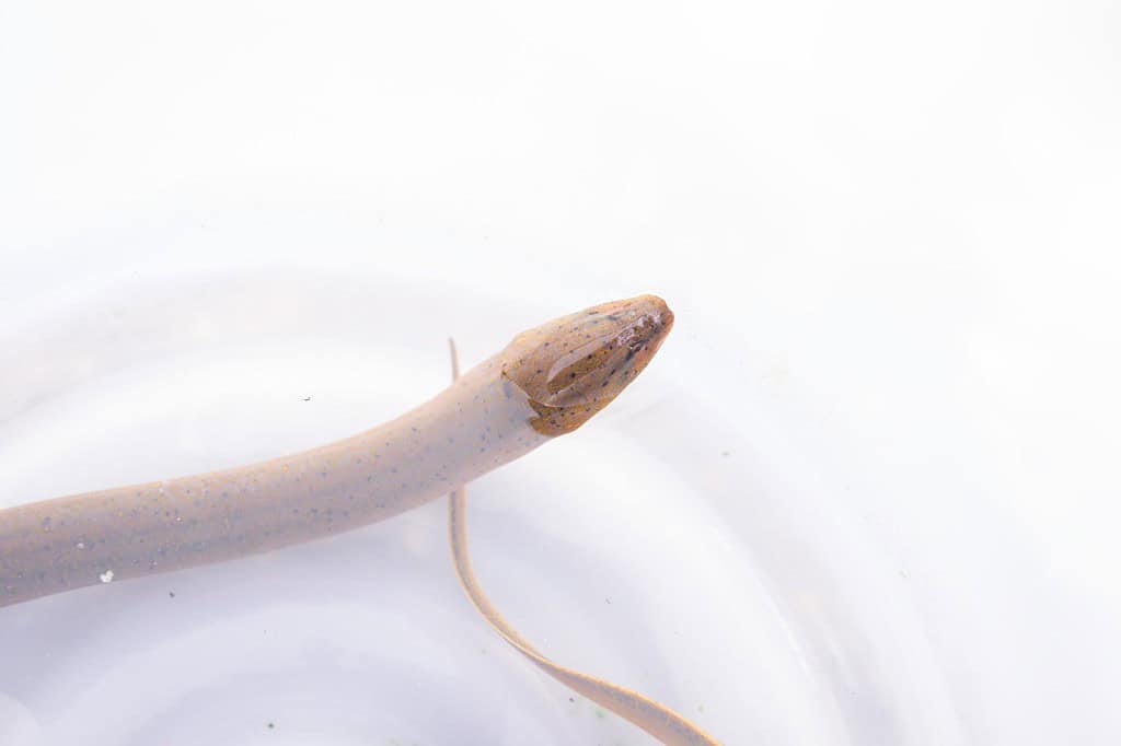 fish on white background - young specimen of european eel