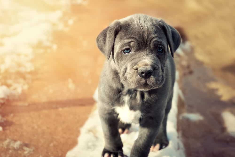 Grey Neapolitan Mastiff puppy