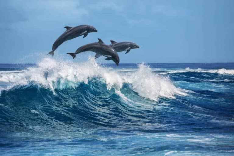 Three beautiful dolphins jumping over breaking waves. Hawaii Pacific Ocean wildlife scenery. Marine animals in natural habitat.