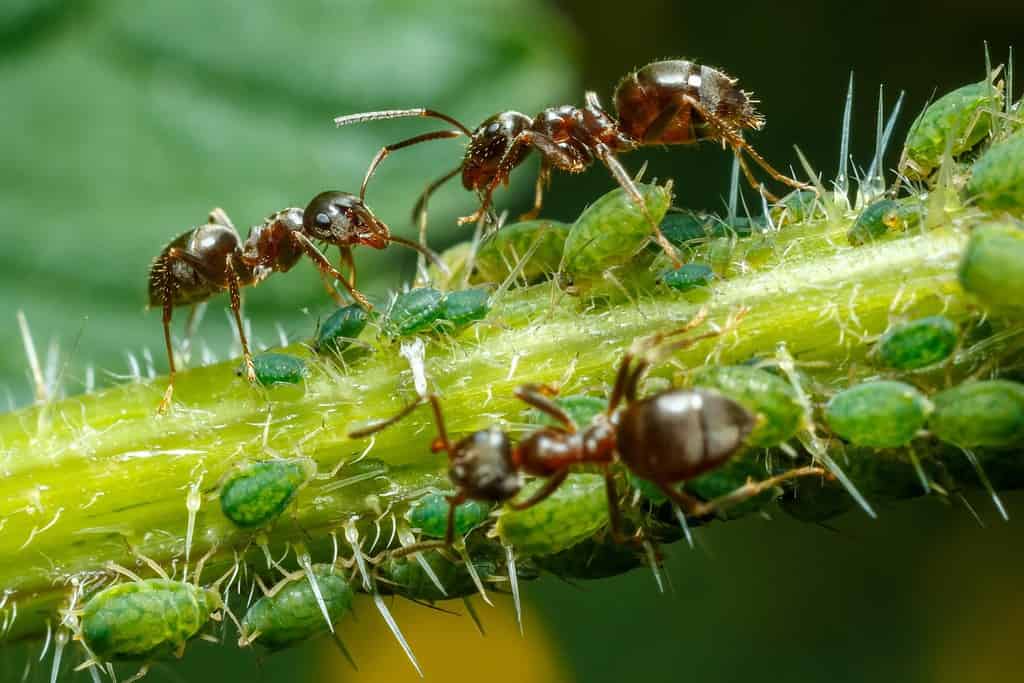 Ants taking care of aphids on nettle stem