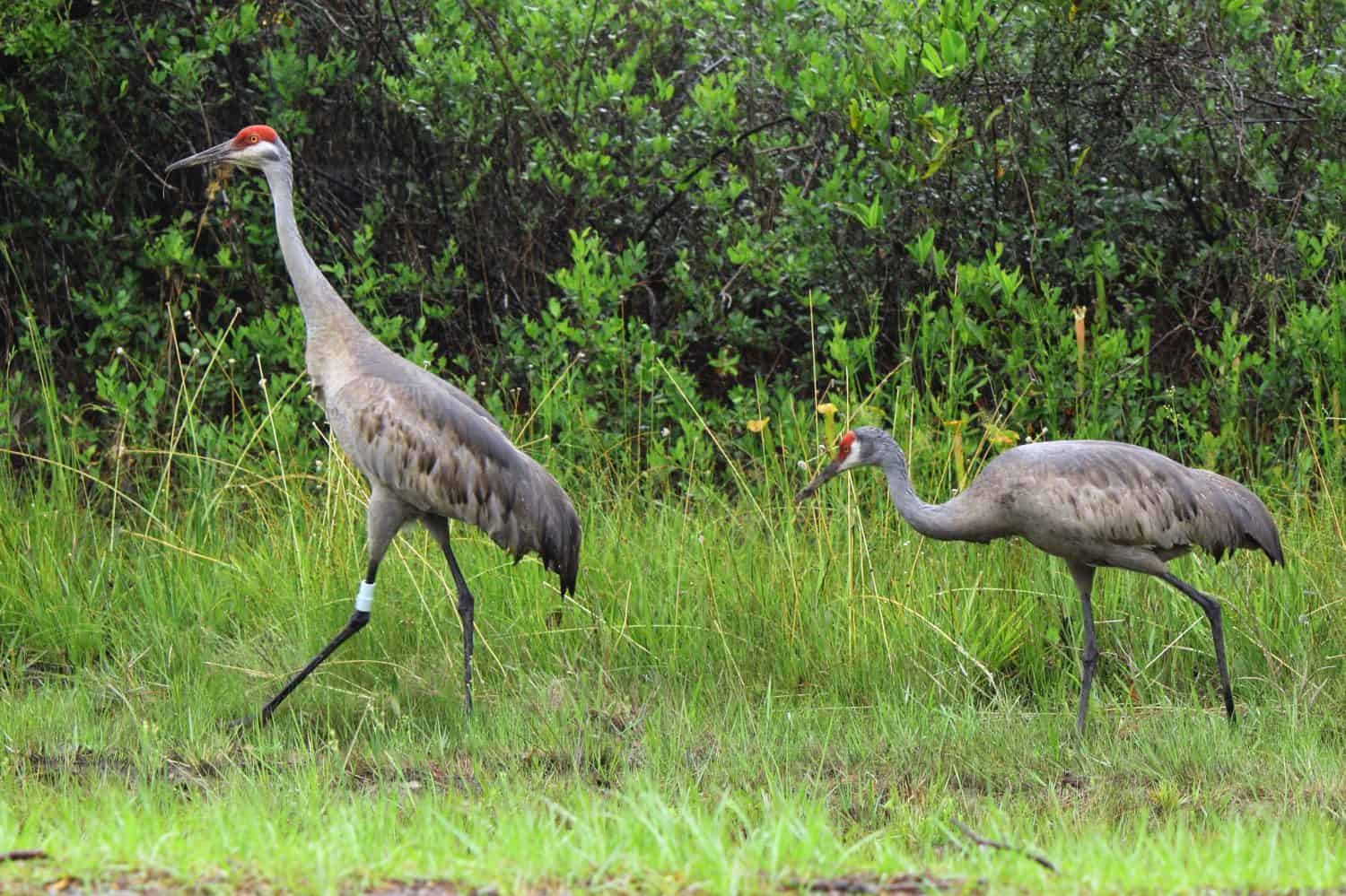 SANDHILL CRANE MISSISSIPPI