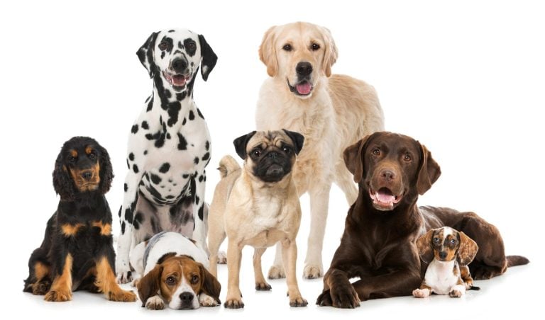 Different dogs isolated on white