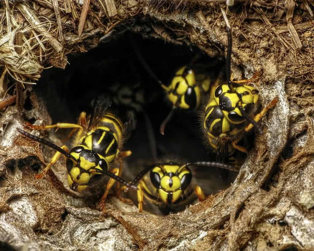Southern Yellow Jackets (Vespula squamosa) at the entrance of Nest Hole in ground