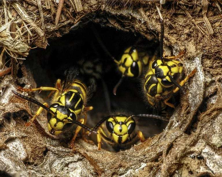 Southern Yellow Jackets (Vespula squamosa) at the entrance of Nest Hole in ground