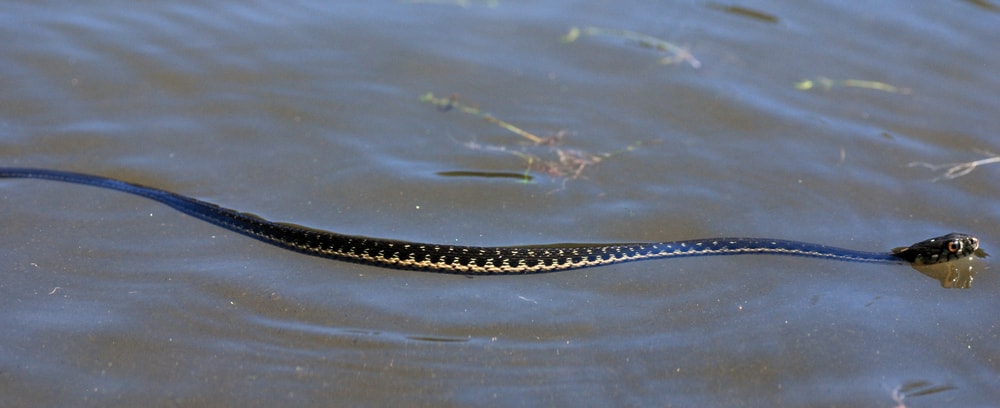 A garter snake swimming in a lake.