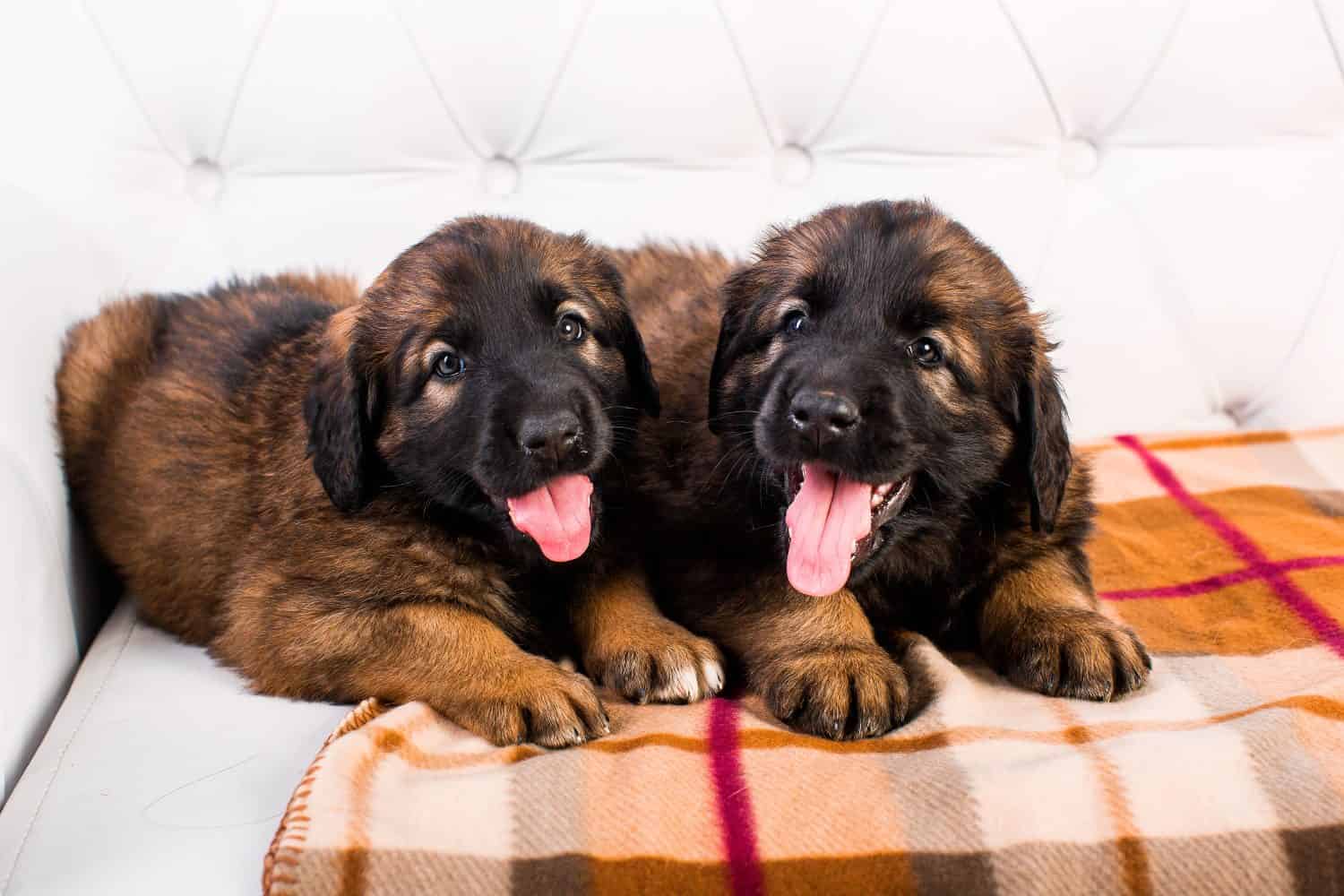 small furry leonberger puppies on a white sofa